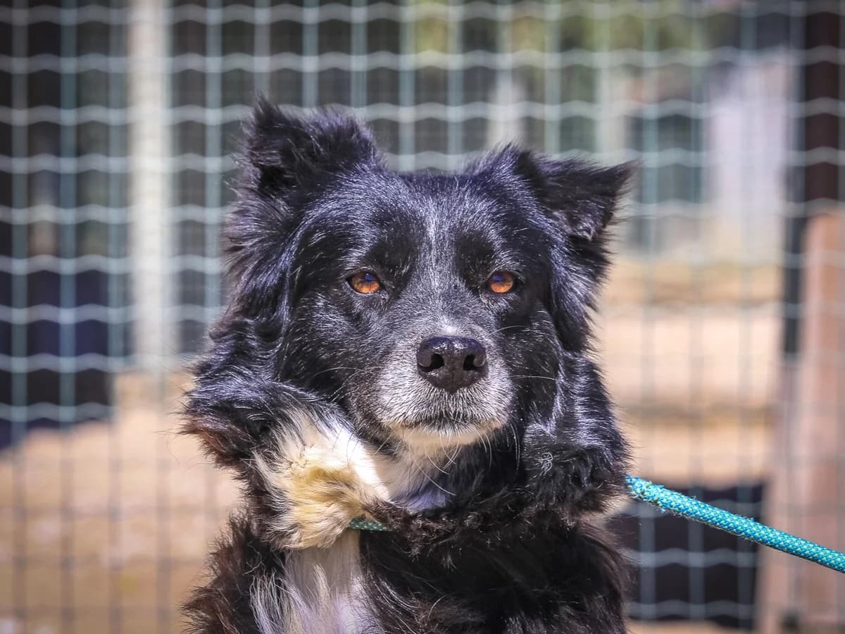 INDIA, Mixed Breed (O Cantinho da Milu)