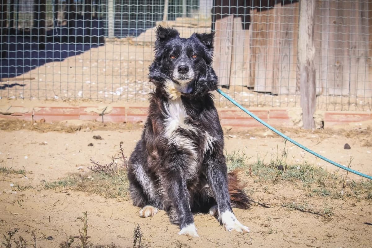 INDIA, Preto female 7yo Mixed Breed for adoption at O Cantinho da Milu, Lisbon