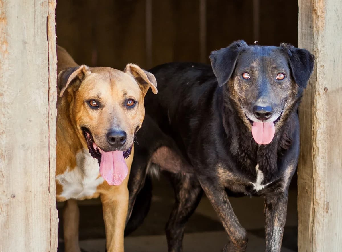 RITA, Mixed Breed (O Cantinho da Milu)