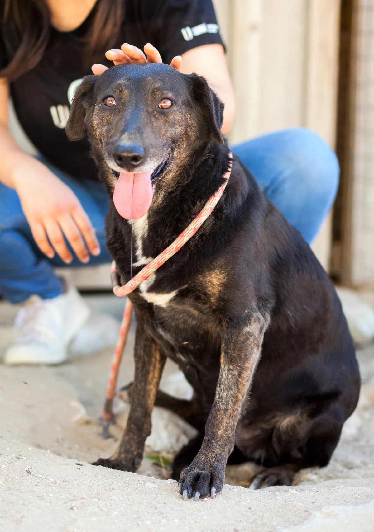 RITA, Preto e Castanho female senior Mixed Breed for adoption at O Cantinho da Milu, Lisbon