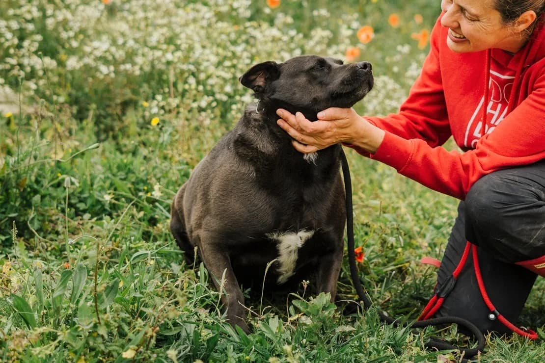BANDIDA, Preto female senior Mixed Breed for adoption at O Cantinho da Milu, Lisbon