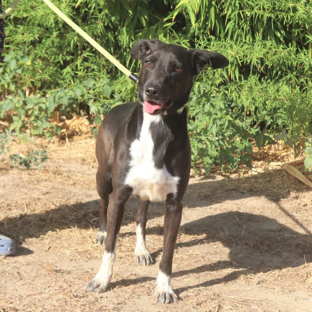 IUNA, Preto female 7yo Mixed Breed for adoption at O Cantinho da Milu, Lisbon