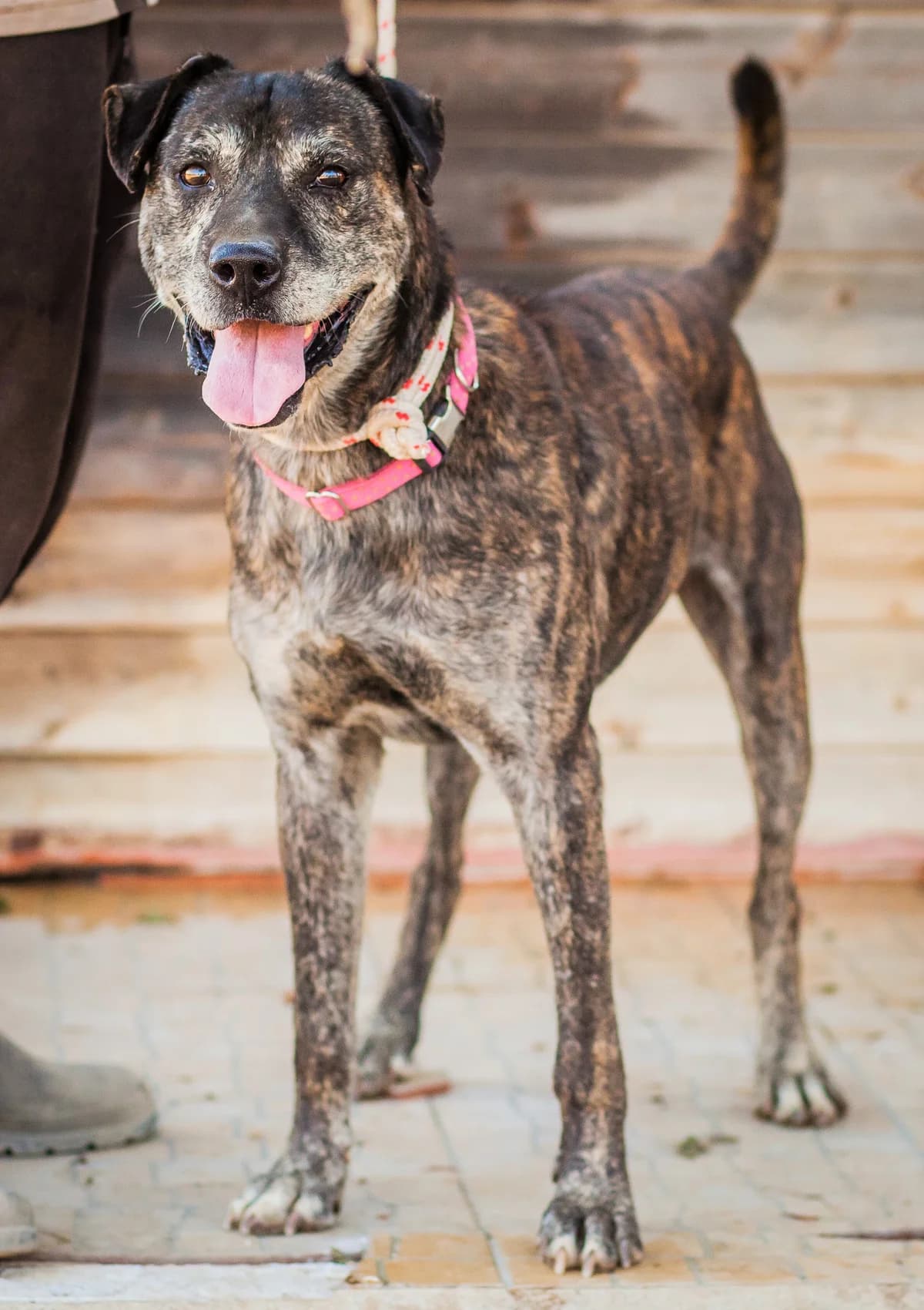 GARY, Tigrado male senior Mixed Breed for adoption at O Cantinho da Milu, Lisbon