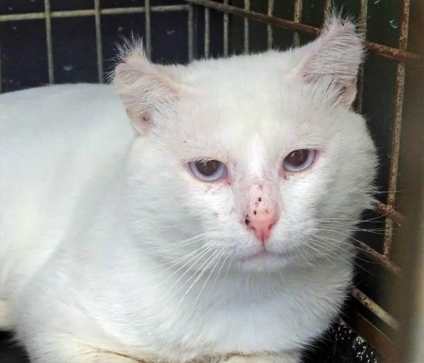 Snow, male Mixed Breed for adoption at Bianca APS