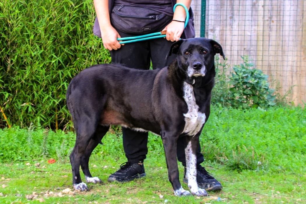 CHEWY, Preto e Branco female senior Rhodesian Ridgeback for adoption at O Cantinho da Milu, Lisbon