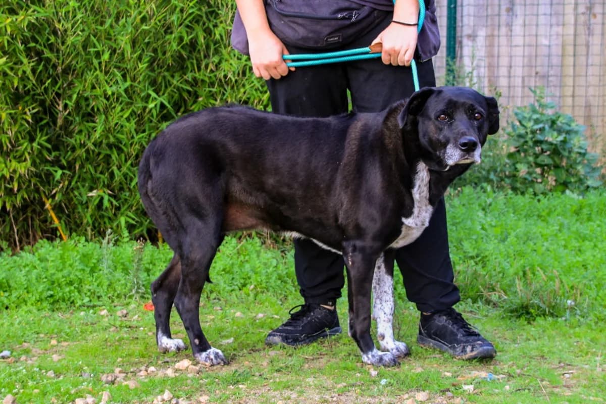 CHEWY, Preto e Branco female senior Rhodesian Ridgeback for adoption at O Cantinho da Milu, Lisbon