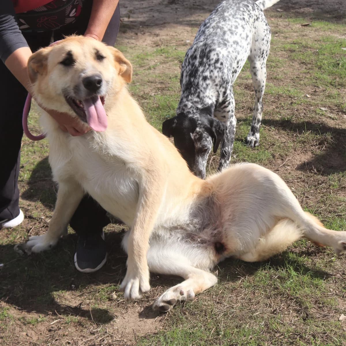 GANDA, Mel Dourado female 6yo Mixed Breed for adoption at O Cantinho da Milu, Lisbon