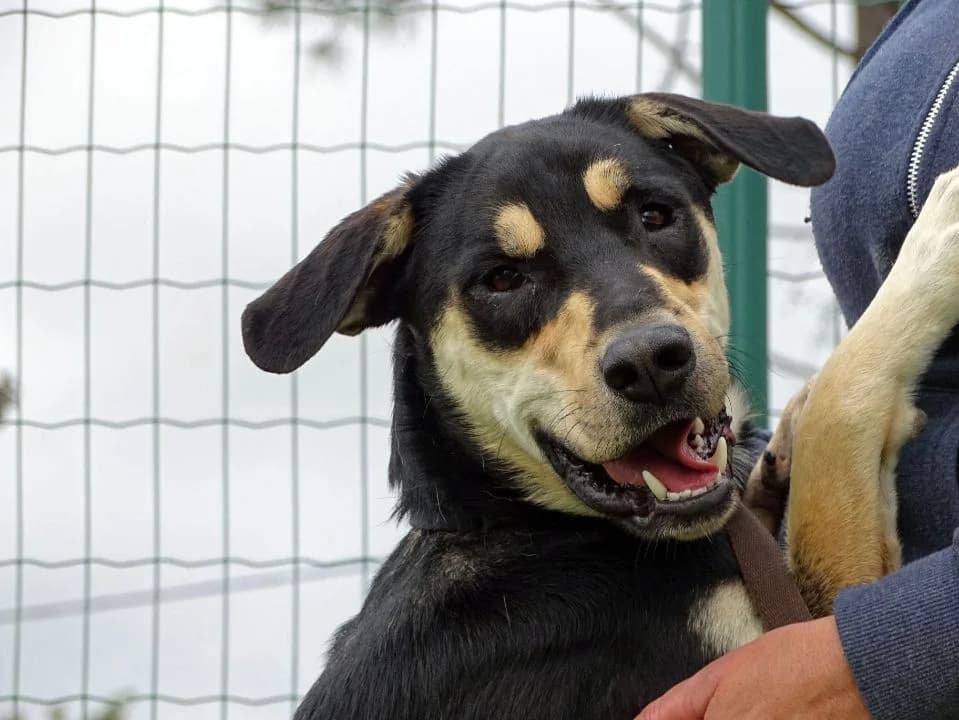 Oscar, male Mixed Breed for adoption at Bianca APS