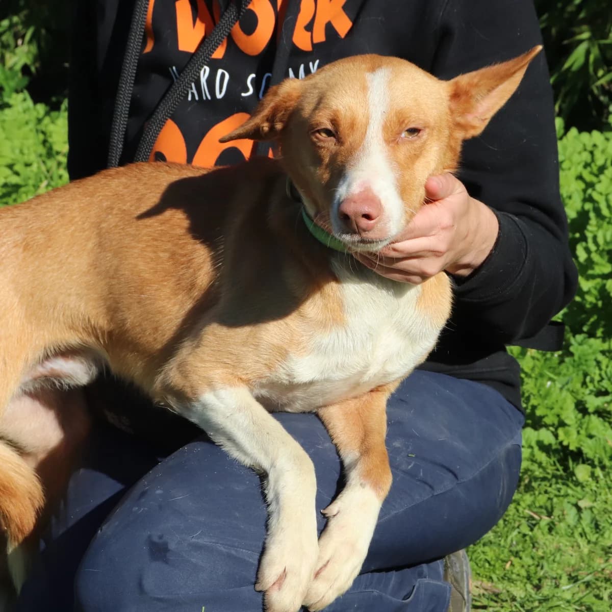 PINO, Mel Dourado male 7yo mixed breed for adoption at O Cantinho da Milu, Lisbon