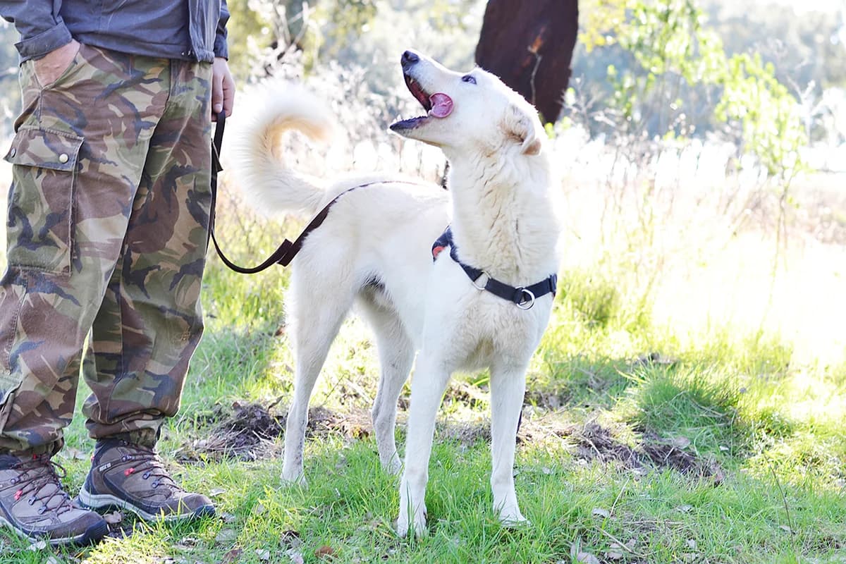 YOGI, Mixed Breed (O Cantinho da Milu)