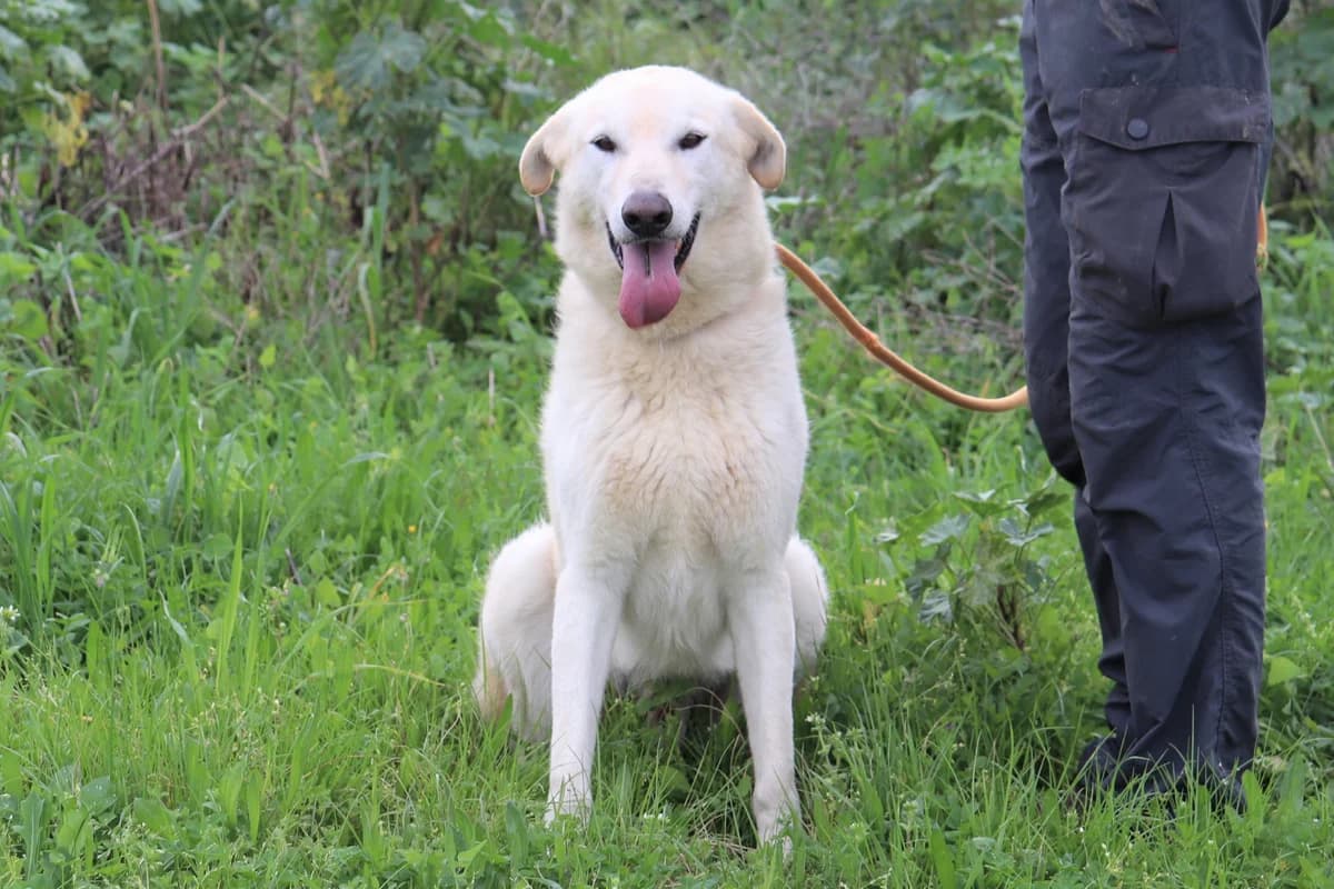 YOGI, Creme male senior Mixed Breed for adoption at O Cantinho da Milu, Lisbon