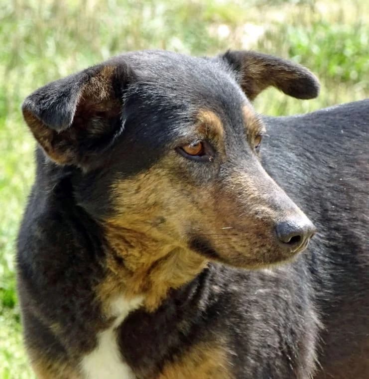 Tani, female Mixed Breed for adoption at Bianca APS