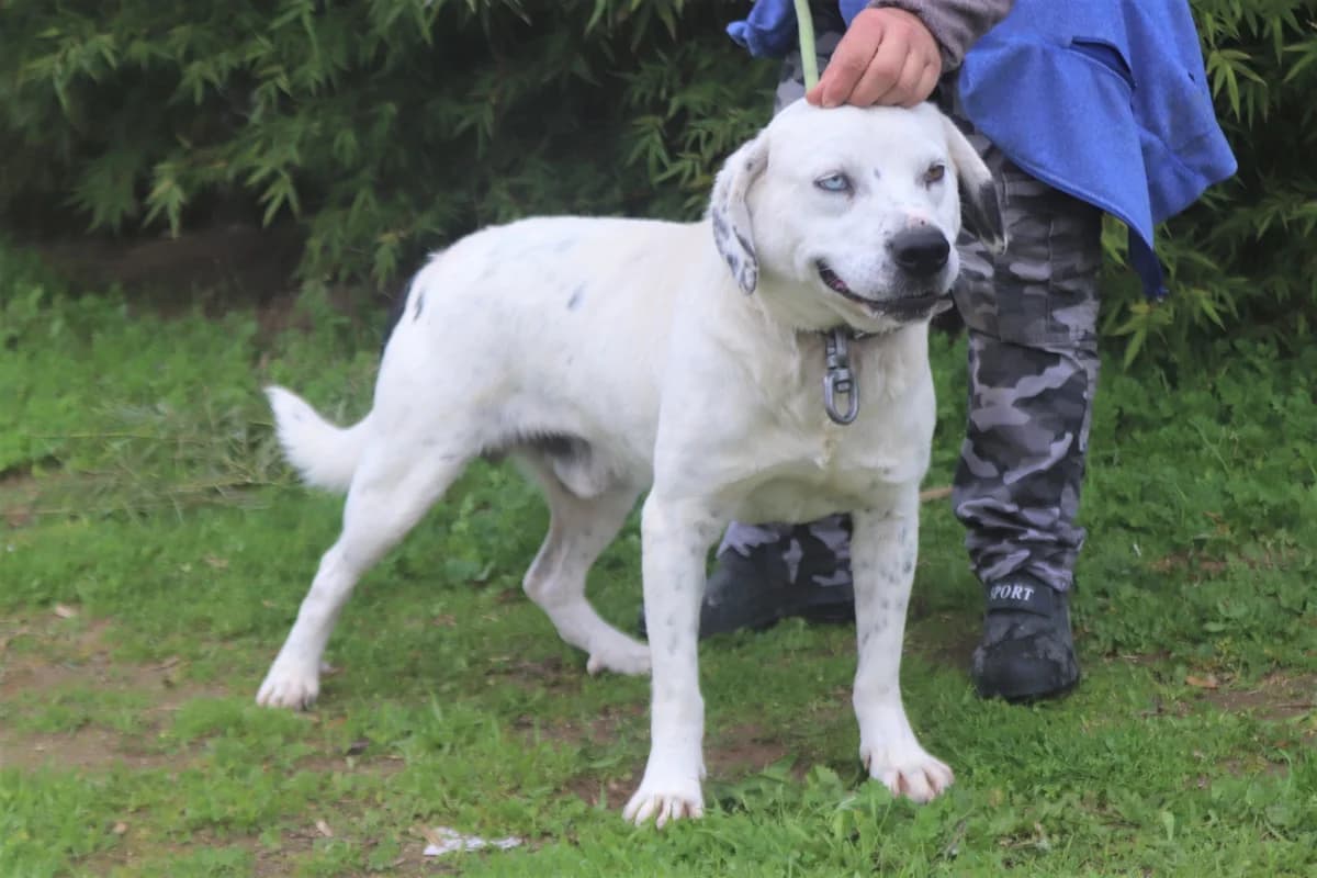 PHOENIX, Mixed Breed (O Cantinho da Milu)