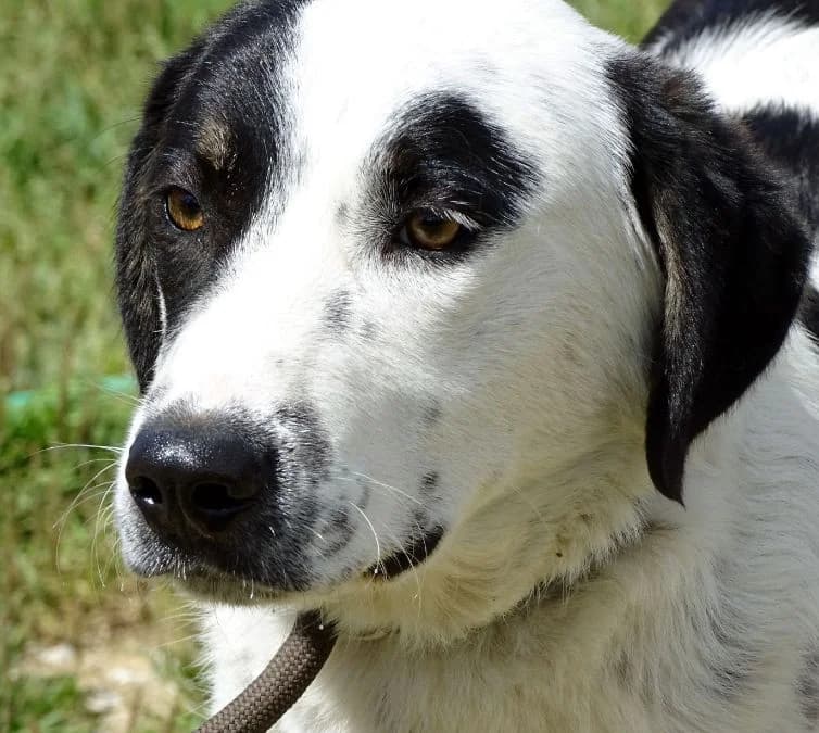 Zely, male Mixed Breed for adoption at Bianca APS
