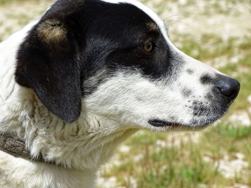 KRUMEL, Preto e Castanho male 5yo Mixed Breed for adoption at O Cantinho da Milu, Lisbon