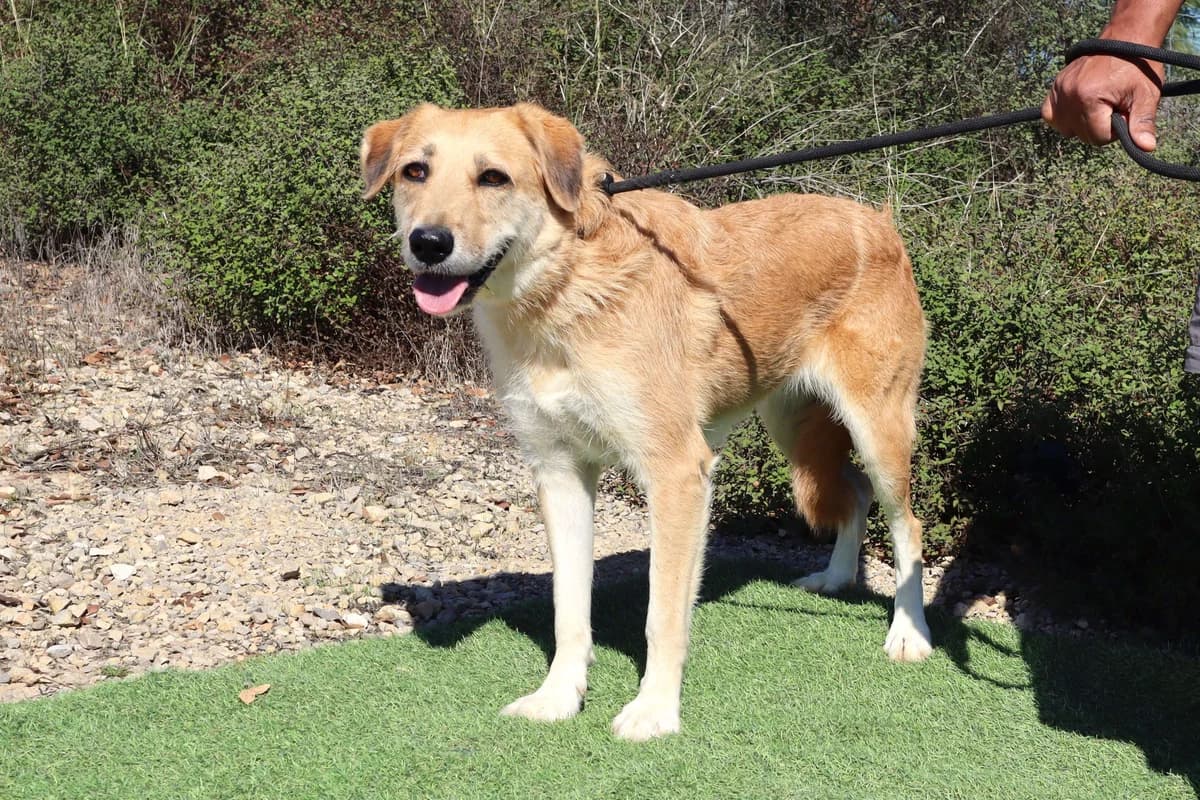 MAYSA, Castanho female 5yo Mixed Breed for adoption at O Cantinho da Milu, Lisbon