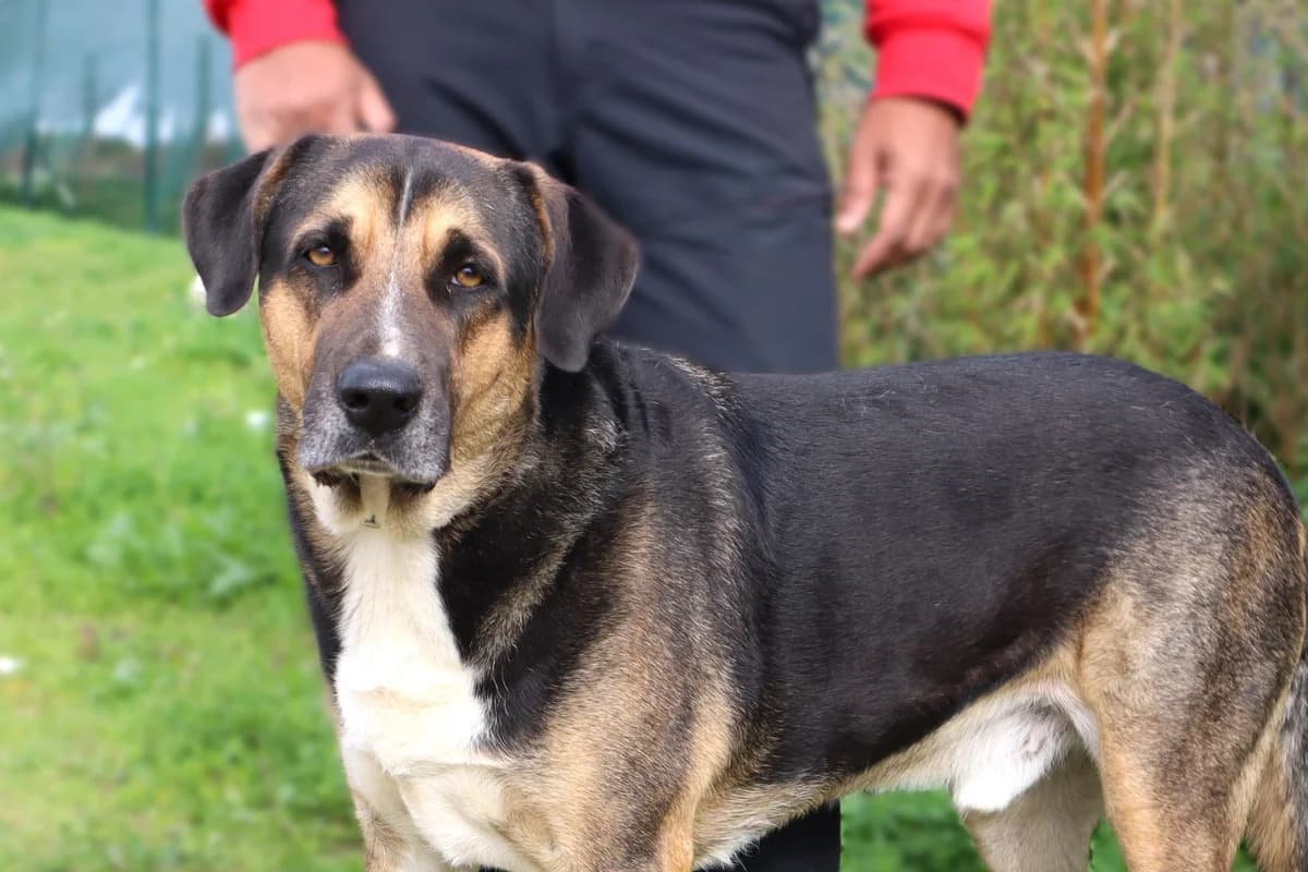 MIKKO, Preto male 5yo Mixed Breed for adoption at O Cantinho da Milu, Lisbon