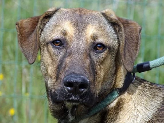 Cupcake, female puppy Mixed Breed for adoption at Bianca APS