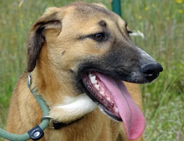 Muffin, female puppy Mixed Breed for adoption at Bianca APS