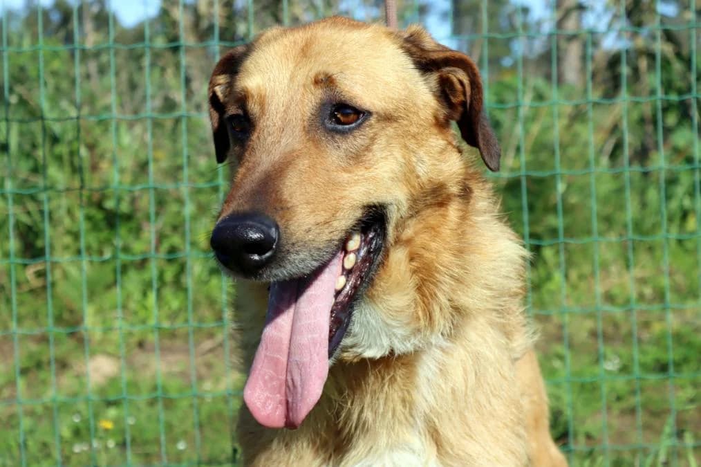 Brownie, male puppy Mixed Breed for adoption at Bianca APS