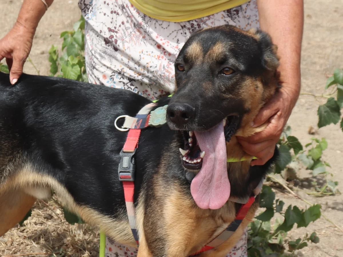 MAX, Preto e Castanho male senior mixed breed for adoption at O Cantinho da Milu, Lisbon