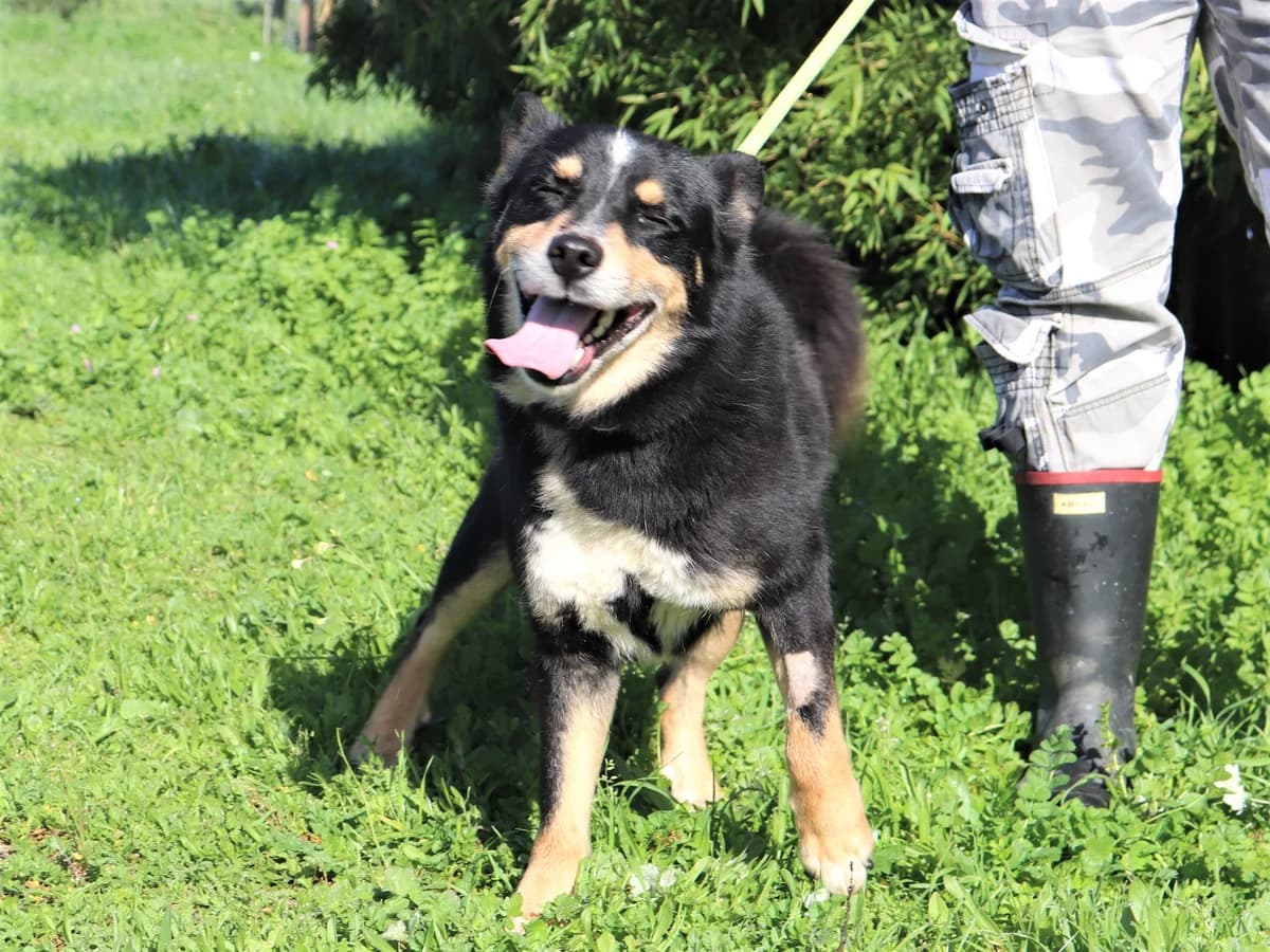 NEO, Tricolor male senior Akita for adoption at O Cantinho da Milu, Lisbon