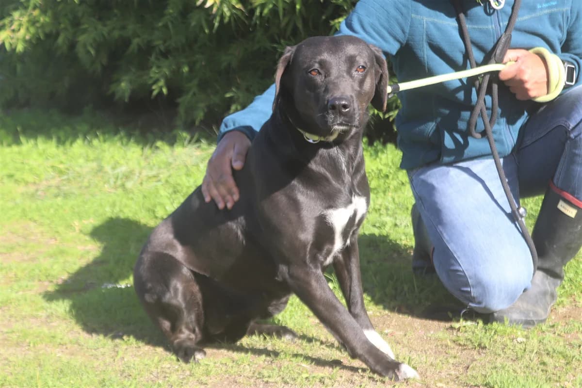 ANNIE, Preto female 7yo Labrador Retriever for adoption at O Cantinho da Milu, Lisbon