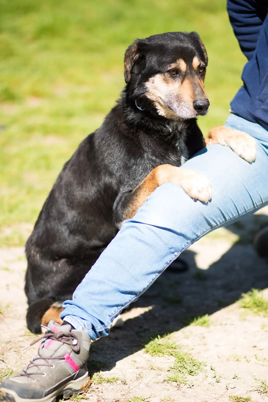 EASTER, Preto e Castanho female senior Mixed Breed for adoption at O Cantinho da Milu, Lisbon