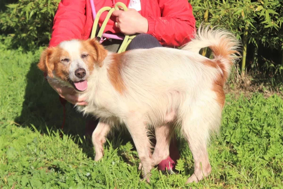 BORIS, Mixed Breed (O Cantinho da Milu)