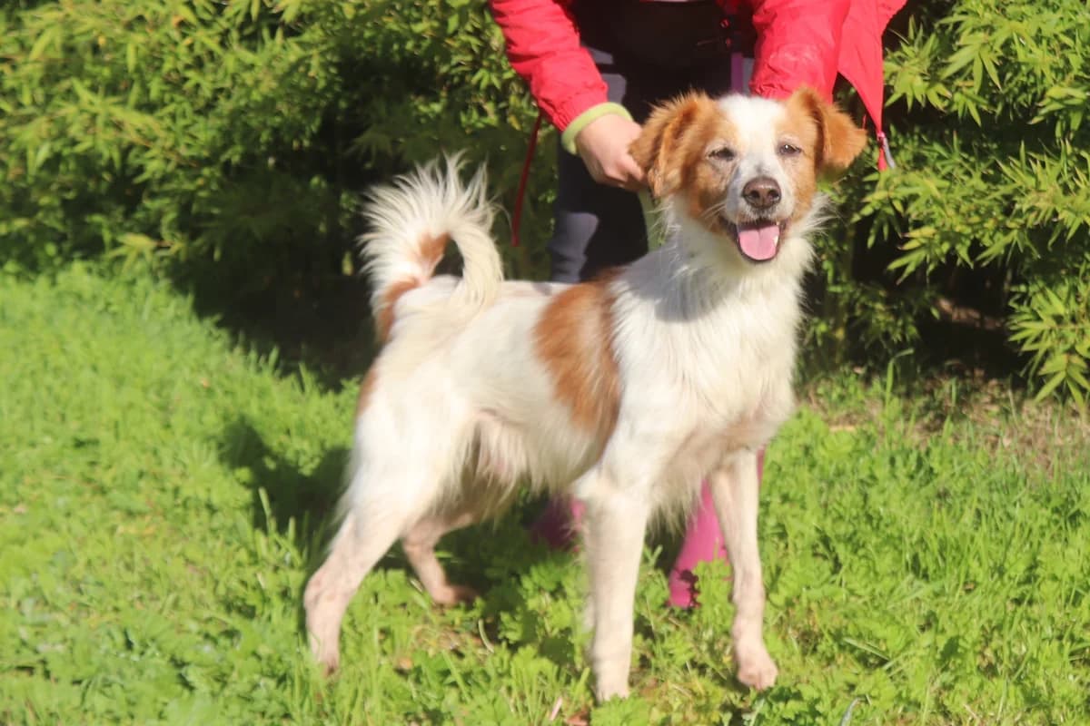 BORIS, Branco e Castanho male senior Mixed Breed for adoption at O Cantinho da Milu, Lisbon
