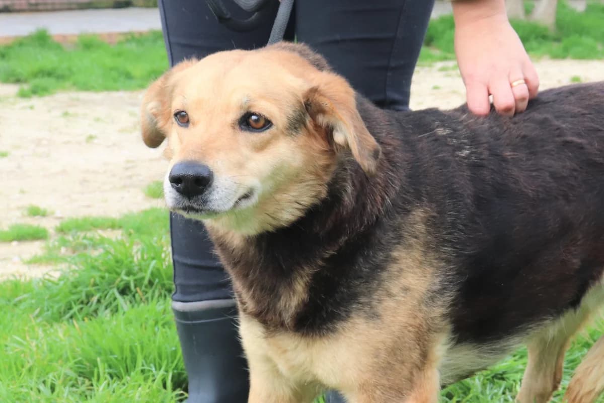 CLARINHA, Mixed Breed (O Cantinho da Milu)