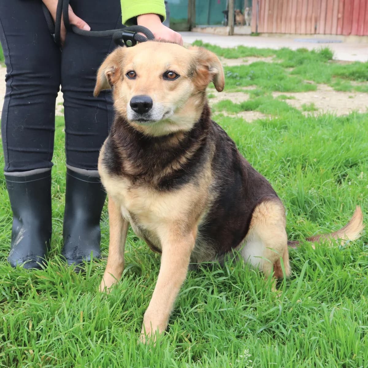 CLARINHA, Preto e Castanho female senior Mixed Breed for adoption at O Cantinho da Milu, Lisbon