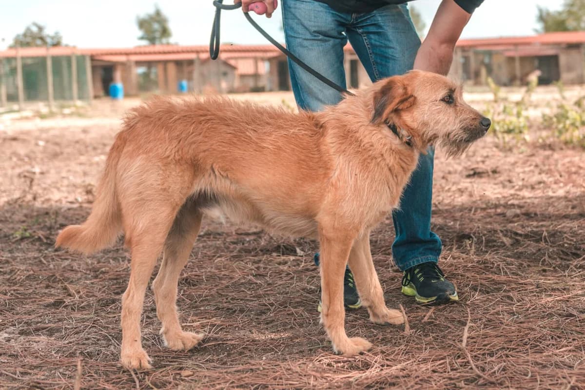 OZZIE, Mixed Breed (O Cantinho da Milu)