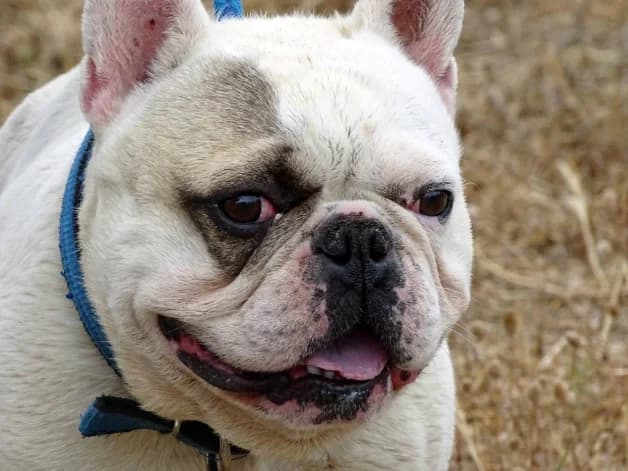 Frogy, male Mixed Breed for adoption at Bianca APS