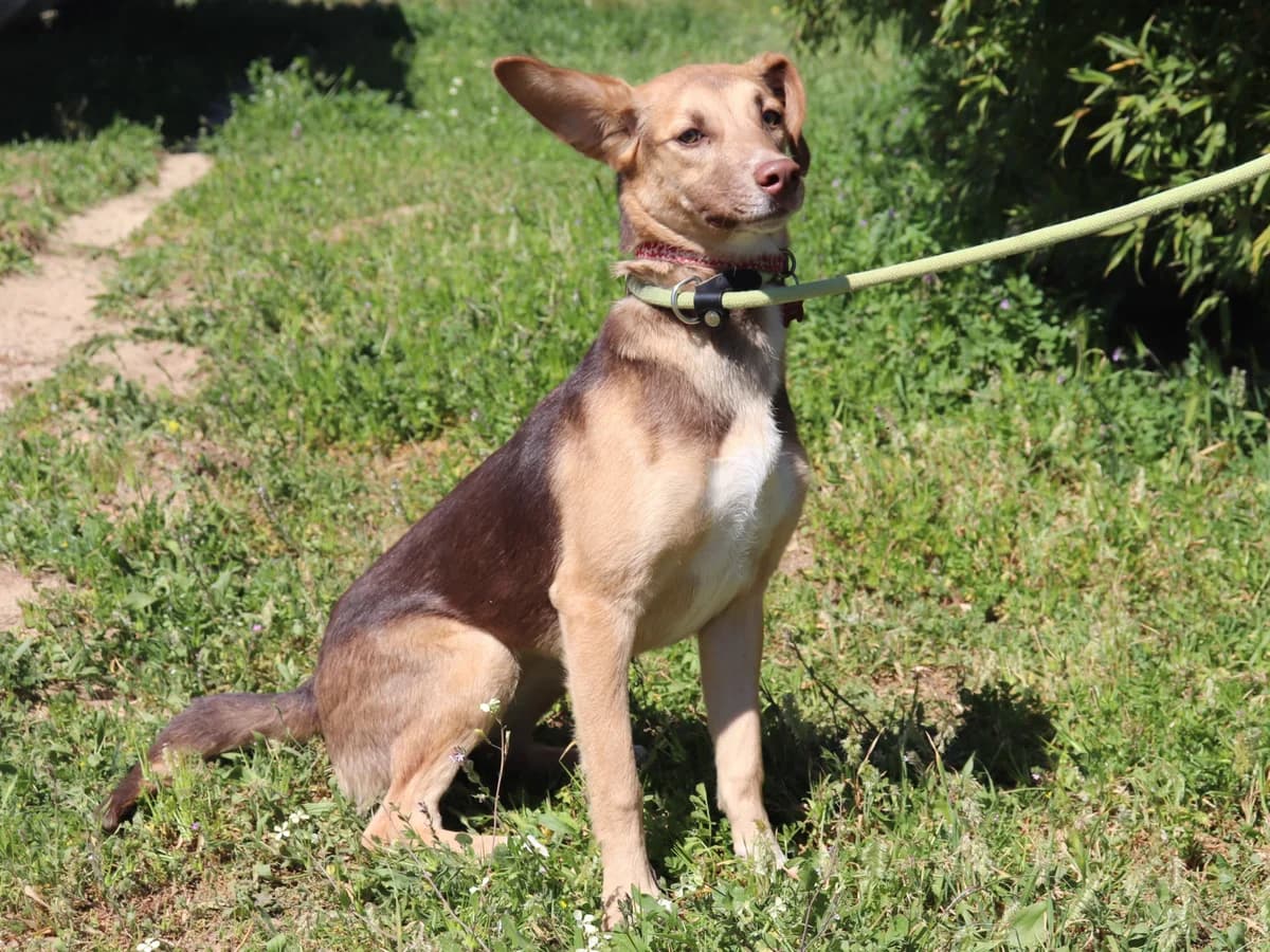 JILL, Castanho female 6yo Mixed Breed for adoption at O Cantinho da Milu, Lisbon