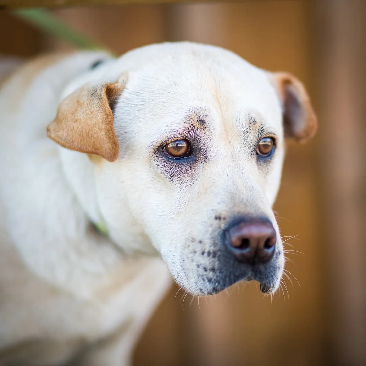 KIM, Creme female 6yo mixed breed for adoption at O Cantinho da Milu, Lisbon