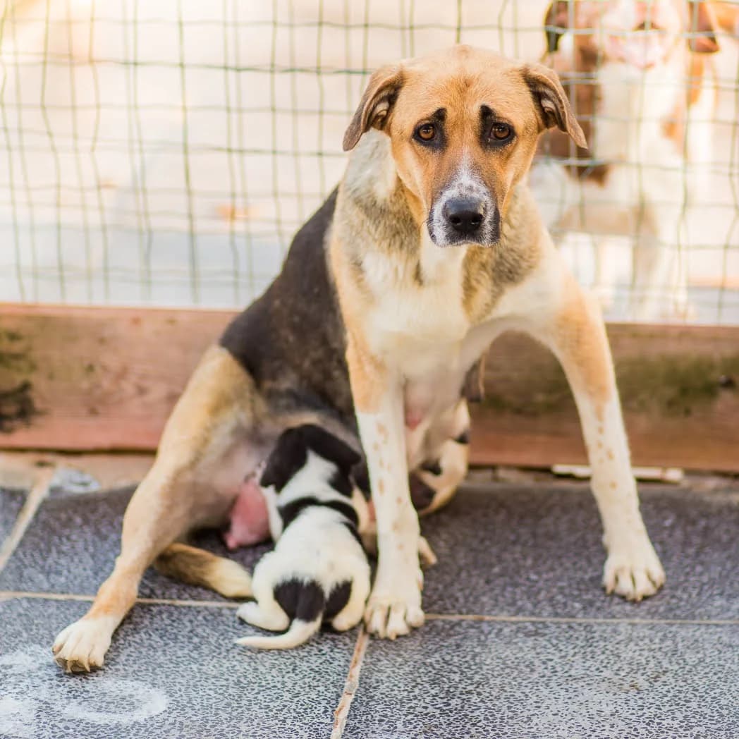 MADONA, Tricolor female 7yo Mixed Breed for adoption at O Cantinho da Milu, Lisbon