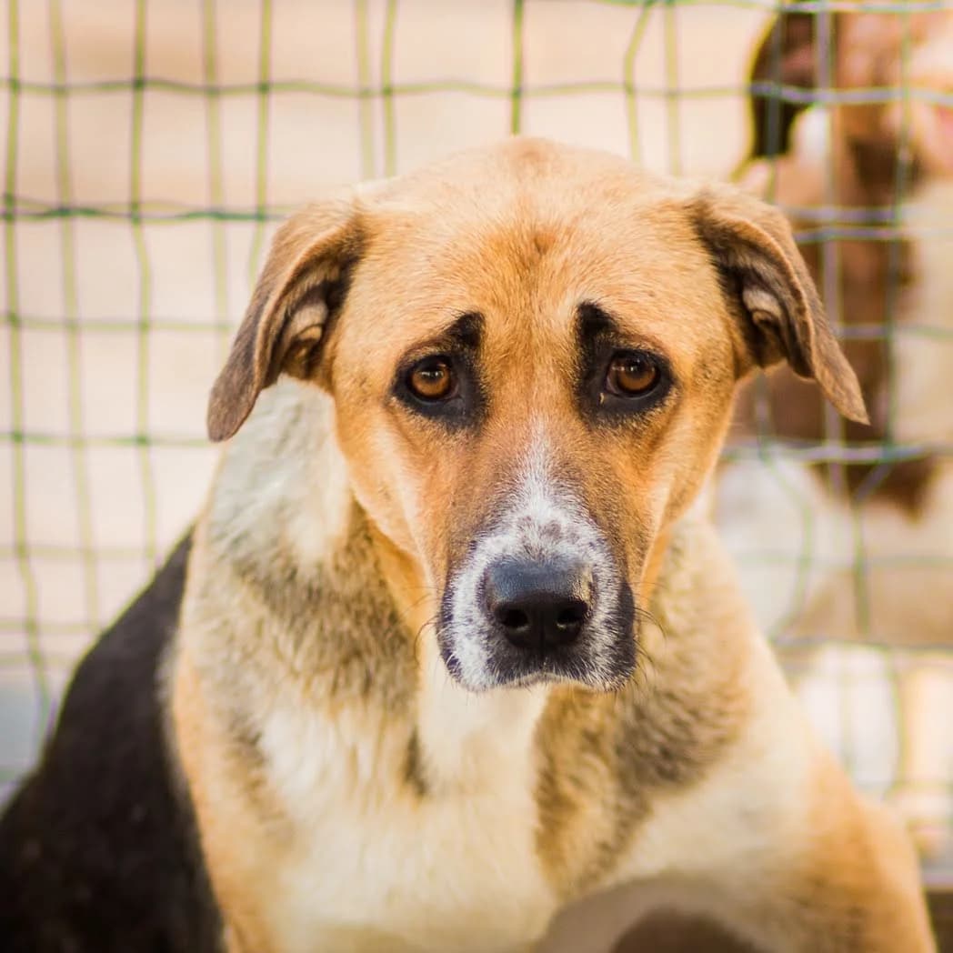 MADONA, Tricolor female 7yo Mixed Breed for adoption at O Cantinho da Milu, Lisbon