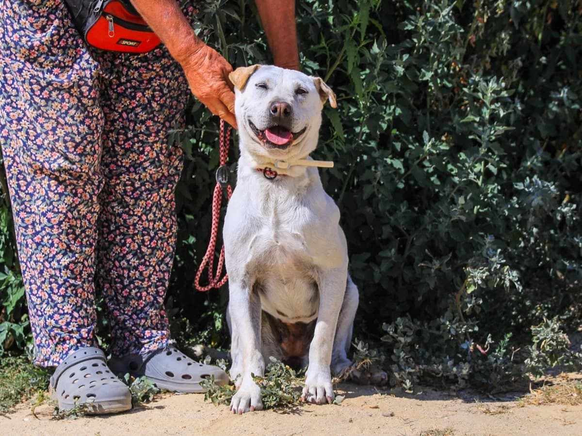 KIKA, Branco female 7yo mixed breed for adoption at O Cantinho da Milu, Lisbon