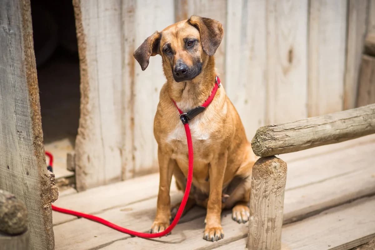 MELBA, Castanho female 7yo Mixed Breed for adoption at O Cantinho da Milu, Lisbon