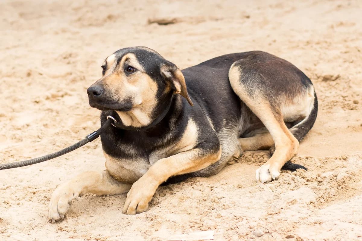 DAISY, Preto e Castanho female 6yo Mixed Breed for adoption at O Cantinho da Milu, Lisbon