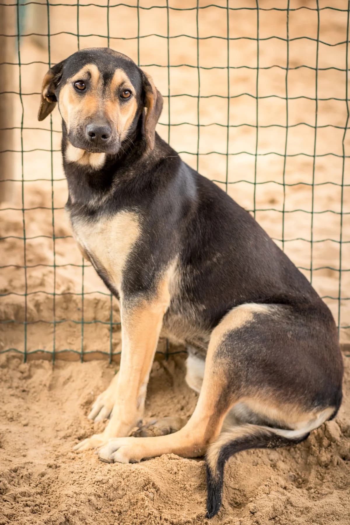 DAISY, Preto e Castanho female 6yo Mixed Breed for adoption at O Cantinho da Milu, Lisbon