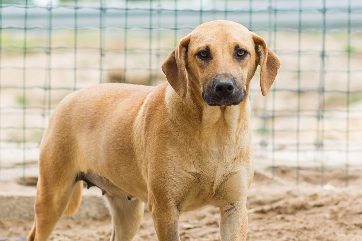WAFFLE, Castanho female senior Mixed Breed for adoption at O Cantinho da Milu, Lisbon