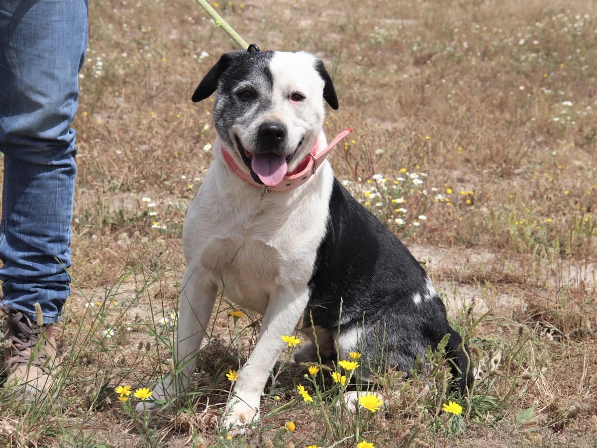 TUX, Mixed Breed (O Cantinho da Milu)