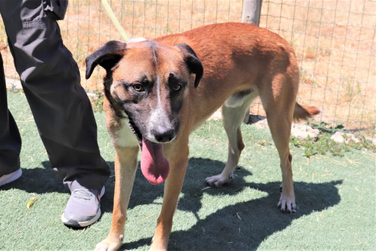 BERNIE, Mixed Breed (O Cantinho da Milu)