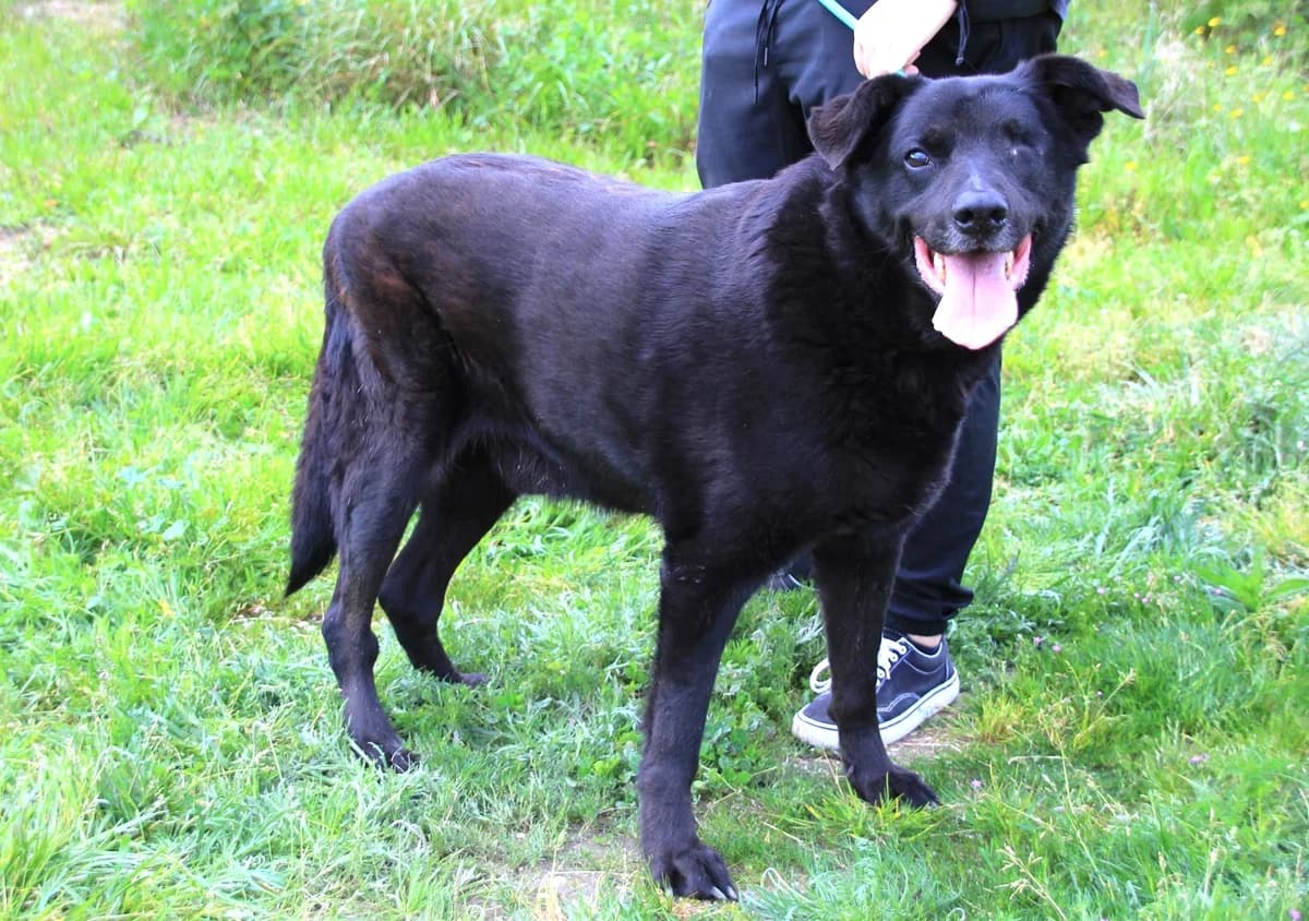 BLACK, Preto male senior Labrador Retriever for adoption at O Cantinho da Milu, Lisbon