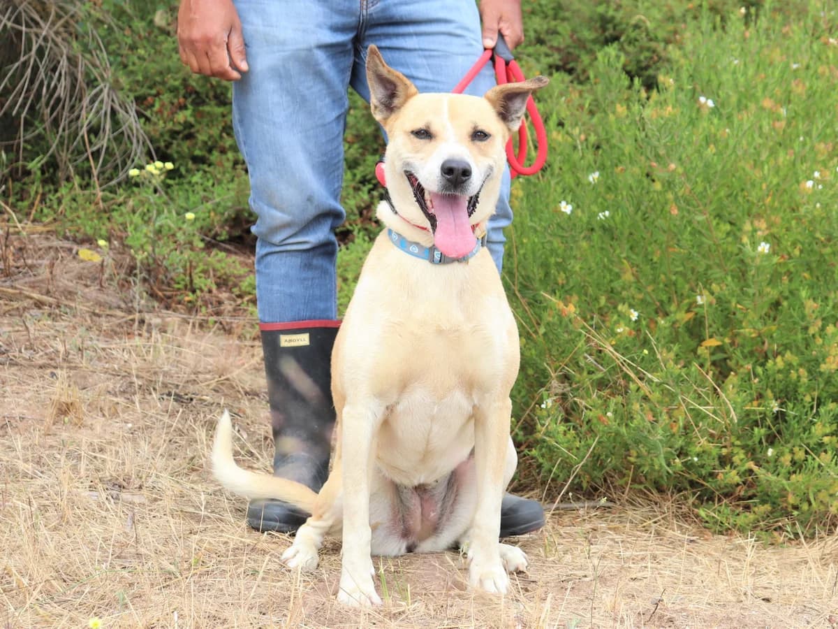 jULIA BROGAN, Creme female senior Mixed Breed for adoption at O Cantinho da Milu, Lisbon