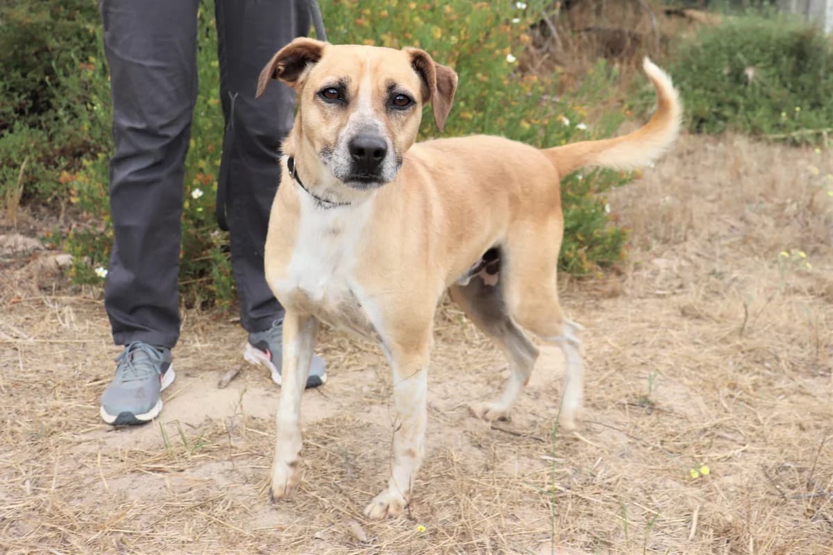 DENTINHO, Mixed Breed (O Cantinho da Milu)