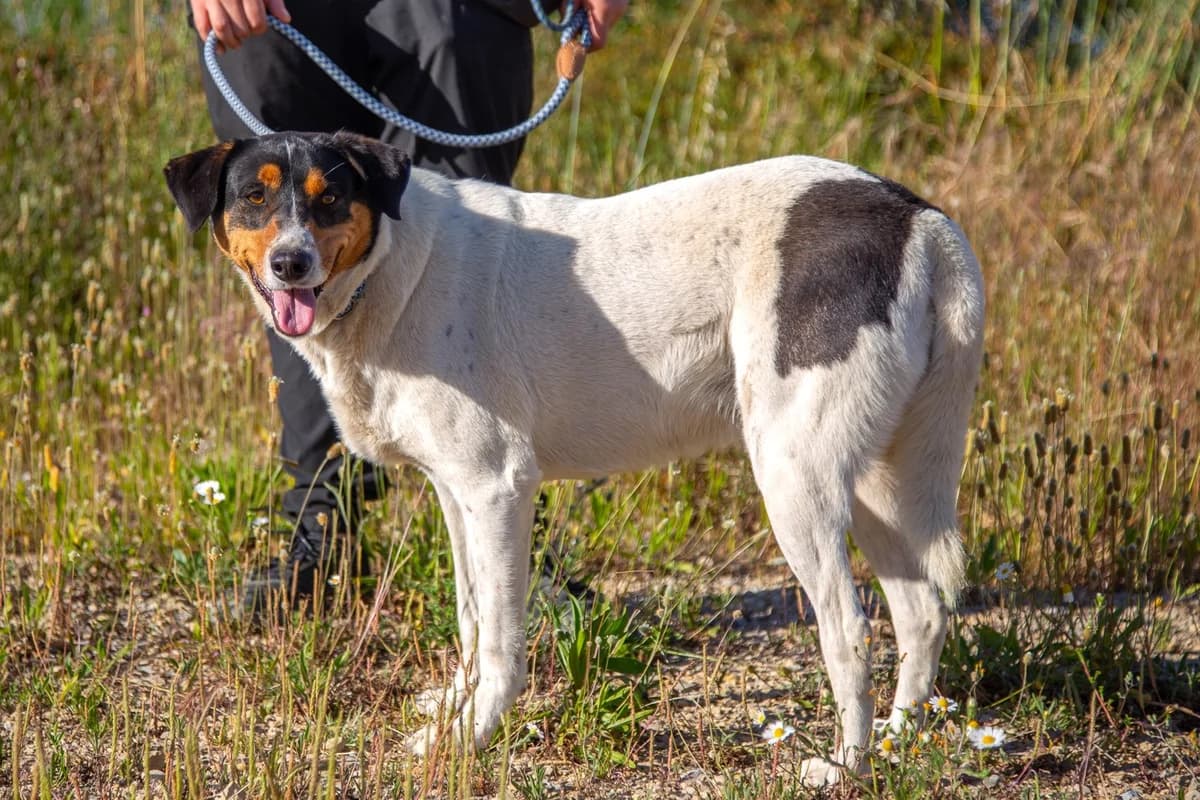 FABIO, Mixed Breed (O Cantinho da Milu)