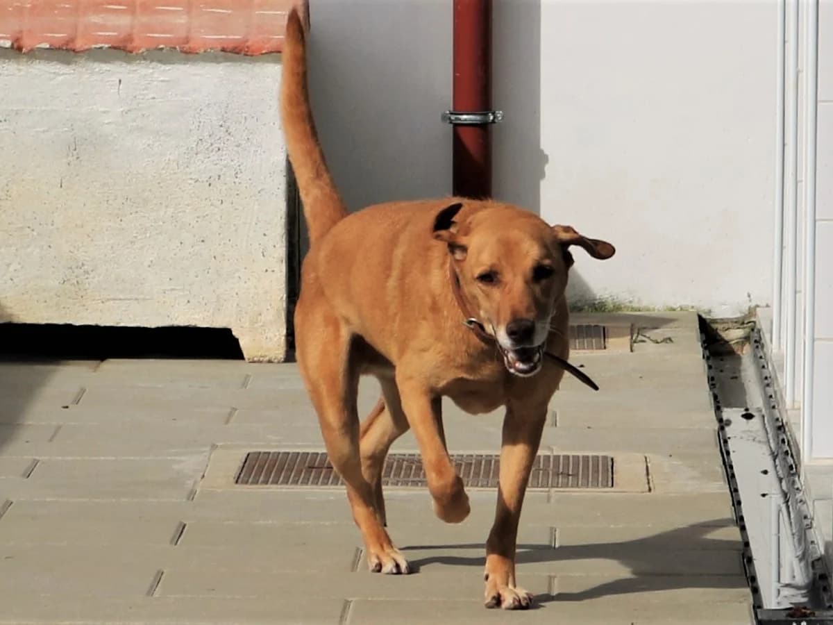 TED, Castanho male senior Mixed Breed for adoption at O Cantinho da Milu, Lisbon